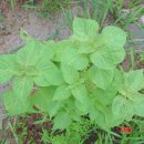 들깨나라 이미지