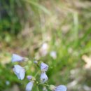 Stockbridge Mtn, Harriman State Park (05/18/19) 이미지