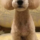 도그스푼 이미지