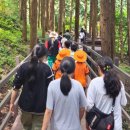 편백자연휴양림 이미지