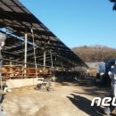 옥천한우농장 이미지