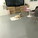 THE 빛나개 이미지