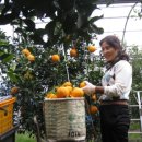 토속농장 이미지