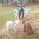 물만난 강아지 이미지