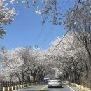 31140-9-26-3 | 대청호 벚꽃 드라이브 26km 벚꽃축제 주차 개화 실시간 후기