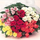 장미화원 이미지