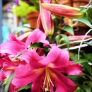 백합세탁소 이미지