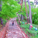 서산시 개심사=8월~약 100일 동안 꽃을 피우는 배롱나무 이미지