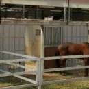 블루홀스 승마센터 이미지