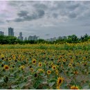썬플라워 이미지