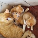 사랑실천동물병원 이미지