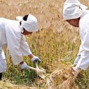 보릿고개 이미지