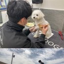 스퀘어독스 이미지