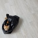 까망봉다리 이미지