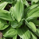 산마을영농조합법인 이미지