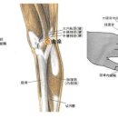 곡천혈LR8 곡천(曲泉 2개 혈) : 足厥陰經之合水穴. 肝經補. 特下腹病. 生殖器病使用. 이미지