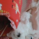 꿈나라 - 성남시 중원구 산성대로 526 | 꿈나라
