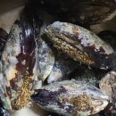 구이섭농장 | 외연도 자연산 홍합(섭) 크고 맛있네요
