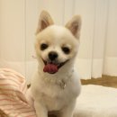 셀럽도기 | 오산 | 셀럽도기(Celeb Doggie) 오산에 새로 생긴 애견카페, 대형견도 되고 포토존도 있어요!! 내돈내산...