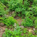 봉삼약초농장 이미지