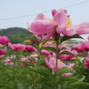 지도그라운드골프장 그라운드골프장 이미지