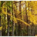 도리내마을 이미지