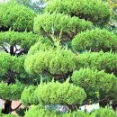 향나무,(상나무, 향백송(香柏松), 노송나무, Chinese juniper)는 향이 좋아 향나무 이미지