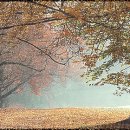 장골로가로수 이미지