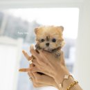 디자인독 이미지