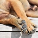 이로동물의료센터 이미지