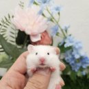 패러그린샵 명지점 이미지