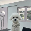 춘복살롱 이미지