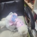 스타노래연습실 | 쌀떡이랑 음치기박치기 다녀온 후기🐾 고양이랑 노래 연습실 체험기.