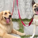 도그시티 이미지