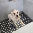 개이쁘댕 이미지