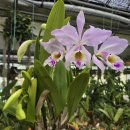 Cattleya gaskelliana semi-alba 이미지
