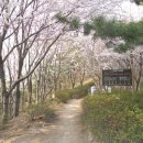 @ 부산 도심 속에 숨겨진 신선한 뒷동산, 시내 봄꽃 명소로 유명한 ~~ 배산 (배산성지, 진달래밭, 벚꽃 숲길) 이미지