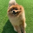 강아지 미용 이미지