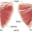 케틀벨 아시아피트니스 반석중앙센터 | [반석동 PT] 어깨 통증이 올 때 오십견과 회전근개 파열을 구분하는 방법