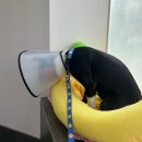 유성튼튼동물병원 이미지