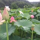 주돈이의 애蓮설 이미지