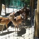 꽃사슴공원 네이버블로그