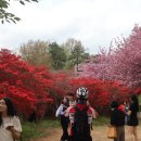 완산-74 Daum카페