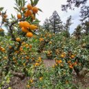 산방산 탄산온천 펜션 이미지