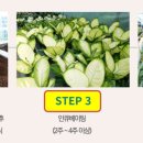 에코 플랜테리어 수경재배 이미지