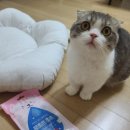 펫츠모리