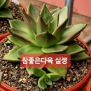 다육