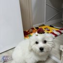 꼬똥 드 툴레아 체리아이 수술 후기 – 두 번의 수술과 회복 이야기