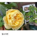 찰스다윈 이미지