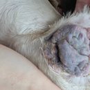 동물병원 All Pets 이미지